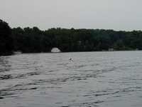  003-loon.jpg 