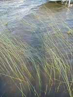  073-reeds_and_shadows.jpg 