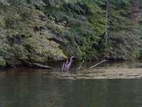  083-heron_fishing.jpg 