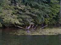  084-heron_fishing.jpg 