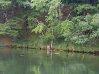  088-deer.jpg 