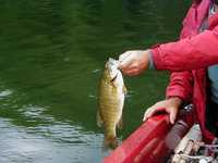  096-nice_bass.jpg 