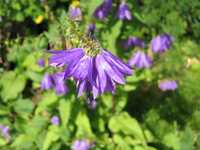  IMG_1618.JPG 