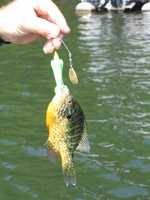  IMG_1663.JPG 