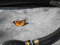  IMG_1132.JPG 