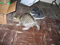  IMG_0421.JPG 