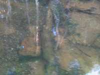  IMG_1264.JPG 