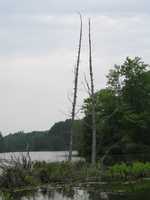  IMG_1409.JPG 