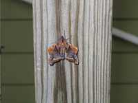  IMG_1419.JPG 