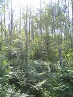  IMG_1516.JPG 