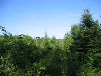  IMG_1517.JPG 