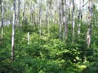  IMG_1521.JPG 