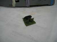 IMG_3278.JPG 